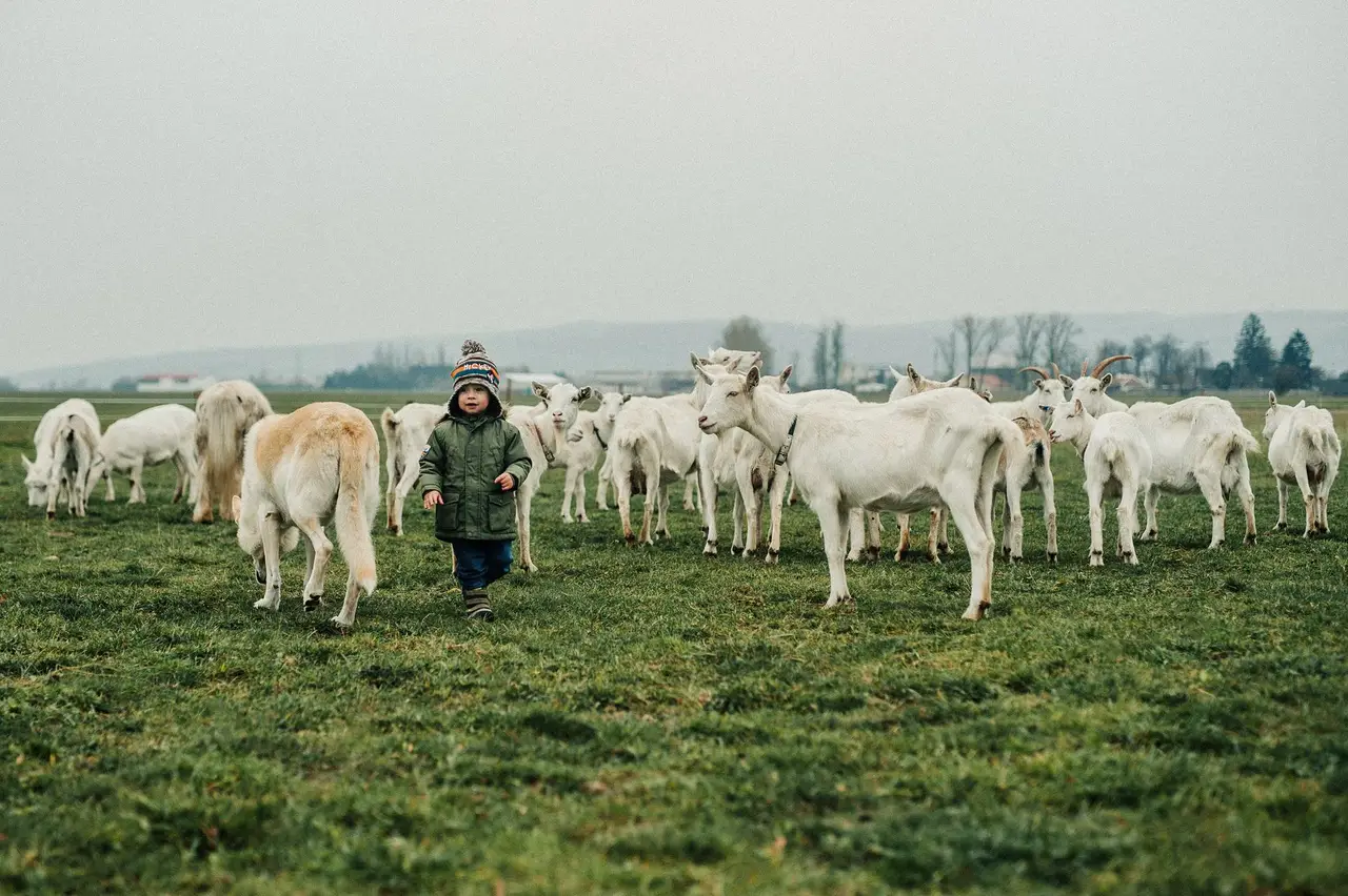 Un enfant marche au loin dans un pré, au milieu d'un troupeau de chèvres.