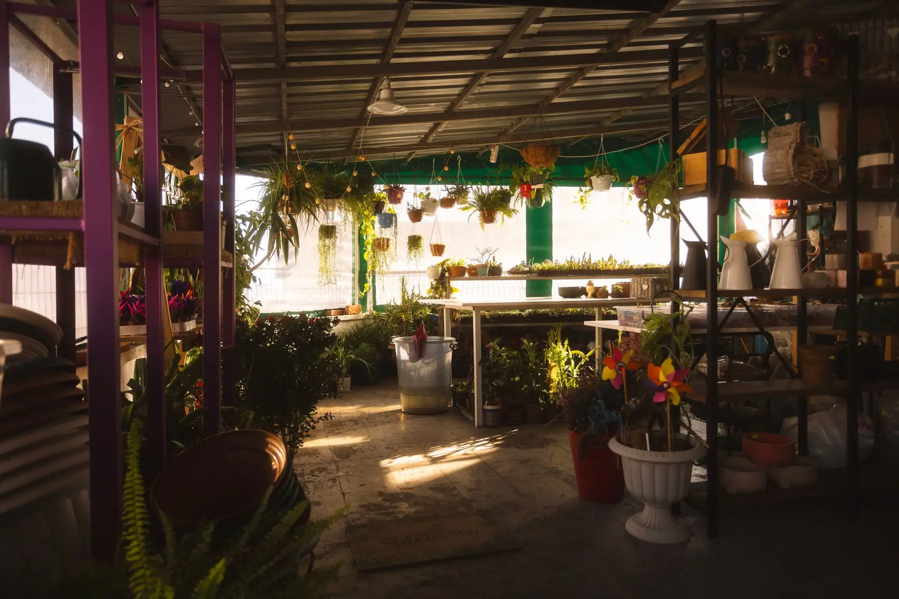 L'intérieur de la boutique, plantes suspendues et lumière rasante.